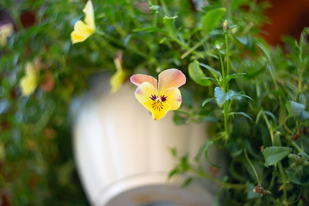 Nahaufnahmefotografie von violetten Stiefmütterchen im Topf