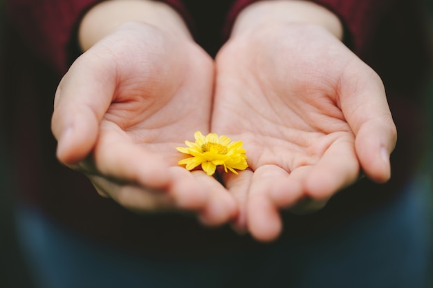 Nahaufnahmefrau, die gelbe Blume in ihrer Handfläche, Ermutigungskonzept hält