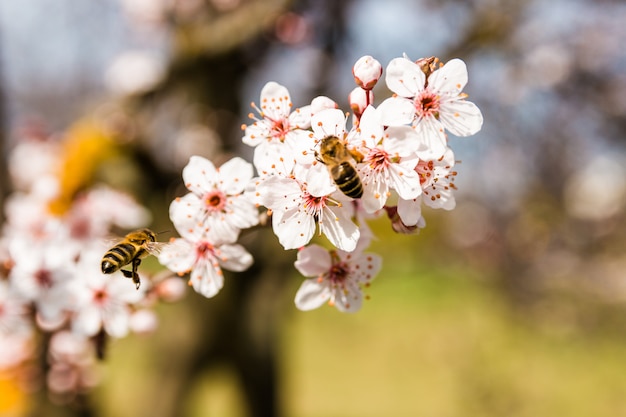 Nahaufnahmefrühlingsnaturszene von zwei Bienen, die weiße rosa blühende Kirschblumen im sonnigen Tag bestäuben