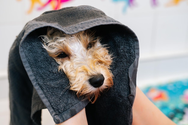 Nahaufnahmegesicht des entzückenden lockigen Labradoodle-Hundes, eingewickelt in ein schwarzes Handtuch, weibliche Groomerin, die nasses Haustier im Pflegesalon trocknet