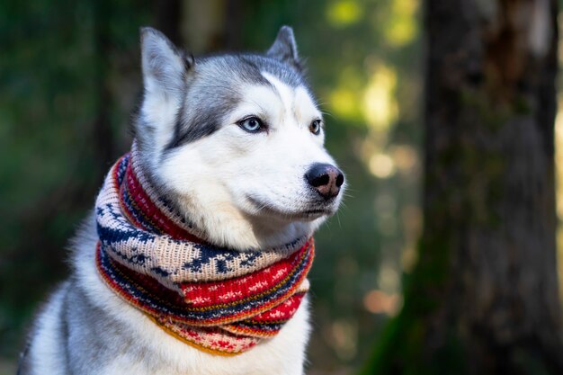 Nahaufnahmegesicht eines huskys mit blauen augen in einem schal. kanadischer nordhund.