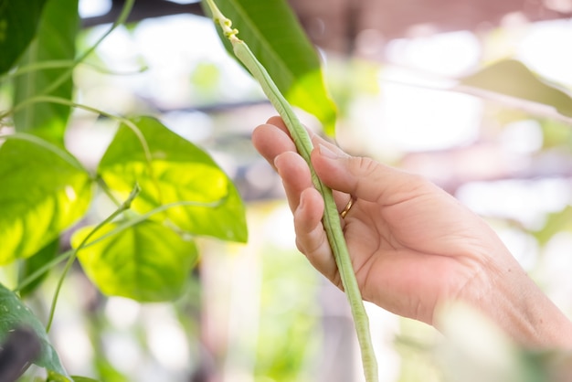 Nahaufnahmehand hielt lange Bohnen im Garten.