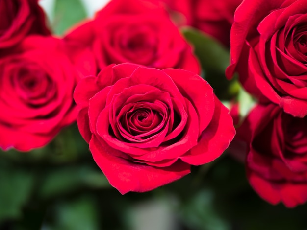 Nahaufnahmehintergrund der roten Rosen, Symbol der Liebe und der Freundschaft