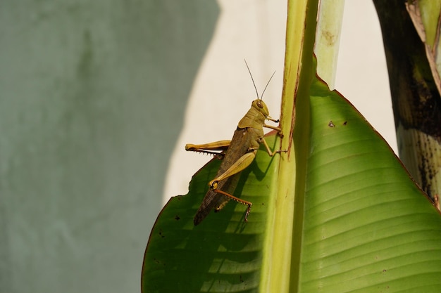 Nahaufnahmejavanesische Heuschrecke auf Ast