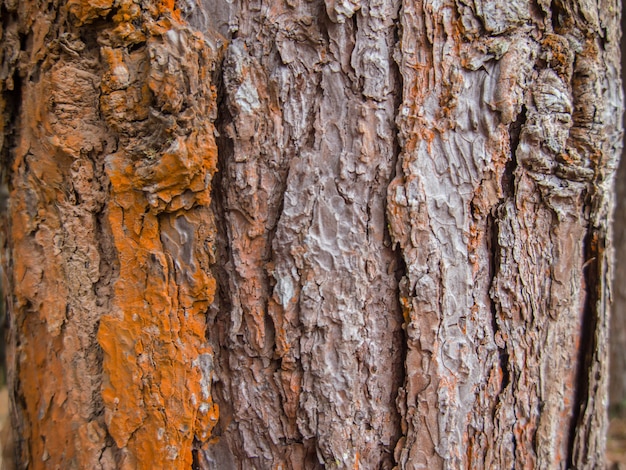 Nahaufnahmekiefernbarke auf Baum in der Natur