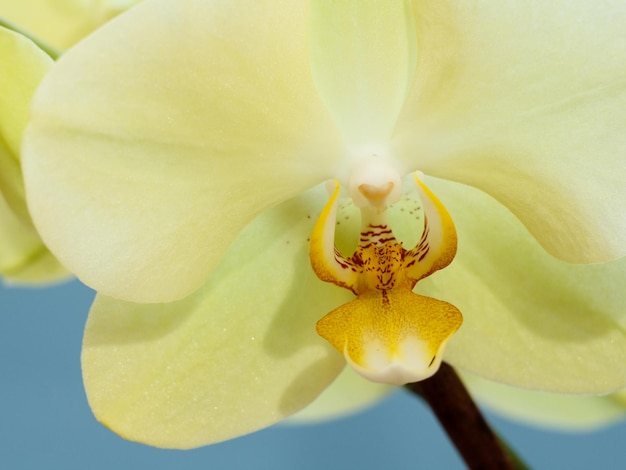 Nahaufnahmeknospe der gelben Orchideenblüte auf blauem Hintergrund.