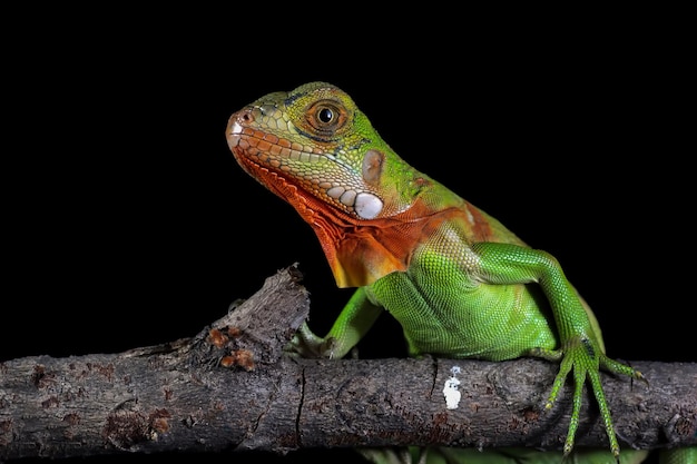 Nahaufnahmekopf des grünen Leguans Seitenansicht des grünen Leguans auf Holztiernahaufnahme