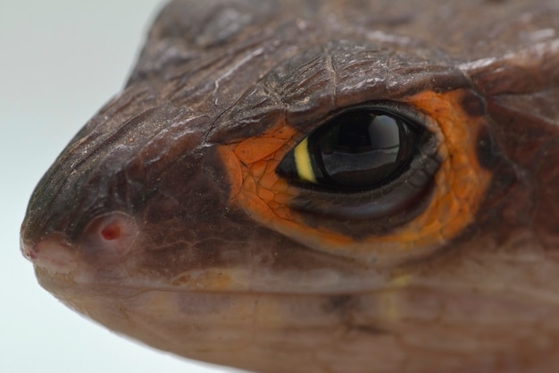 Nahaufnahmekopf Red Eyed Crocodile Skink