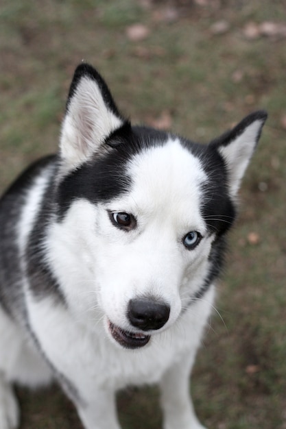 Nahaufnahmekopf von heiseren Hunden mit Augen von verschiedenen Farben.