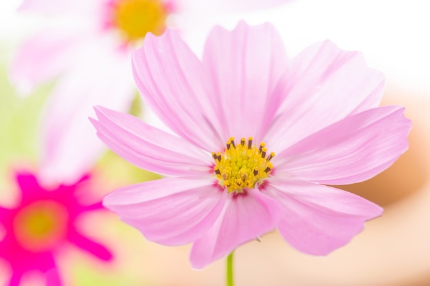 Nahaufnahmekosmosblume auf Hintergrund