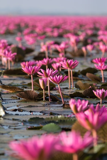 Nahaufnahmelotosblumenblüte des Feldes