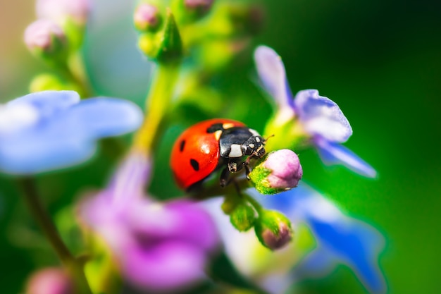 Nahaufnahmemakro des roten Marienkäfers auf Blumen