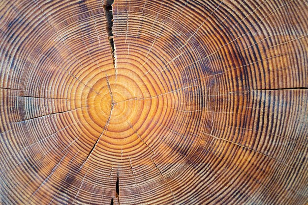 Nahaufnahmemakroansicht des endgeschnittenen Holzbaumabschnitts mit Rissen und Jahresringen. Natürliche organische Textur mit rissiger und rauer Oberfläche. Flache Holzoberfläche mit Jahresringen