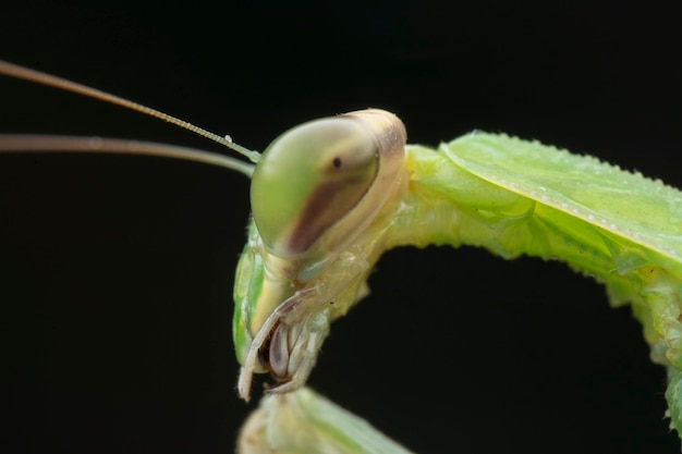 Foto nahaufnahmen des insekts mantis religiosa