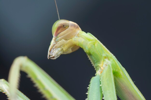 Foto nahaufnahmen des insekts mantis religiosa