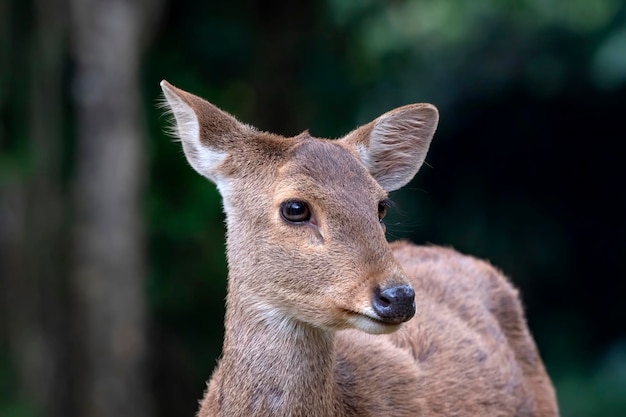 Nahaufnahmen von weiblichen Sambarhirschen