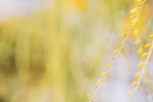 Nahaufnahmenaturansicht des grünen Blattes auf einem schönen Natur bokeh Hintergrund