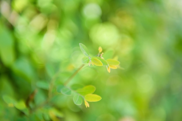 Nahaufnahmenaturansicht des grünen Blattes auf unscharfem grünem Hintergrund im Garten mit Kopienraum, der als Hintergrund natürliche grüne Pflanzenlandschaftsökologie frisches Tapetenkonzept verwendet