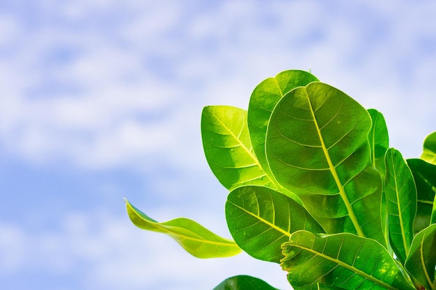 Foto nahaufnahmenaturansicht des grünen blattes mit kopienraum auf hintergrund des blauen himmels unter verwendung als frisches ökologietapetenkonzept