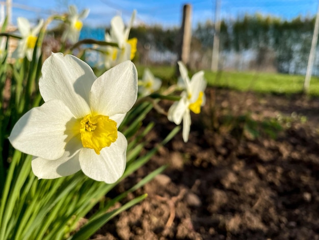 Nahaufnahmenaturansicht von Blumen und von grünem Blatt auf Unschärfegrün