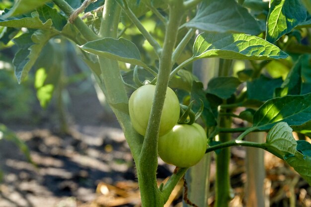 Nahaufnahmepaar unreife grüne Tomaten, die in einem Garten wachsen