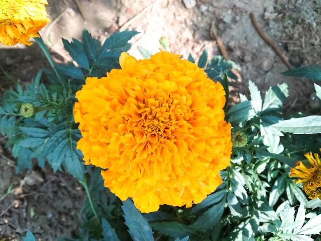 Nahaufnahmephotographie der gelben Ringelblumenblume. schönes fröhliches Gold.
