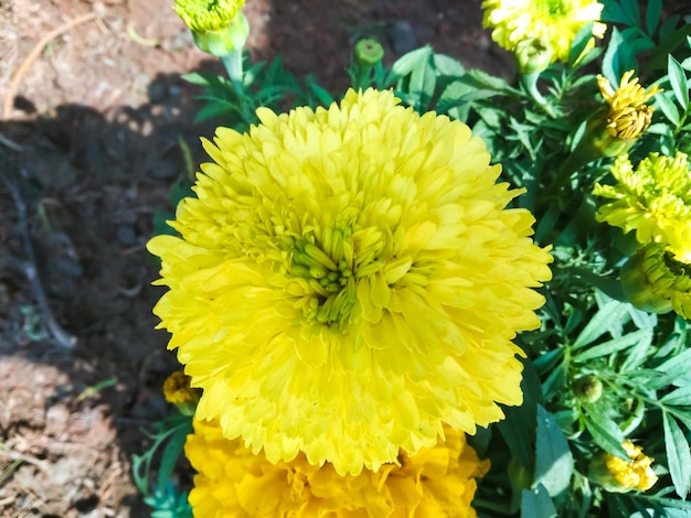 Nahaufnahmephotographie der gelben Ringelblumenblume. schönes fröhliches Gold.