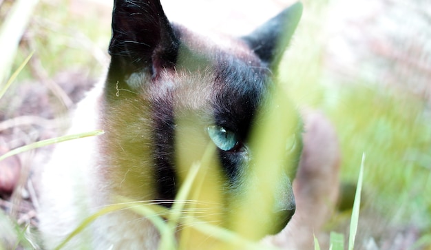 Nahaufnahmeporträt der blauäugigen siamesischen Katze in der Wiese