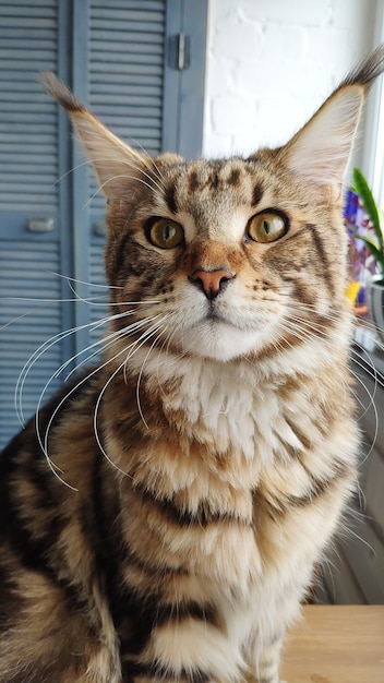 Nahaufnahmeporträt der großen Maine-Waschbärkatze, die auf Holztisch in minimalistischer Innenküche liegt, selektiver Fokus