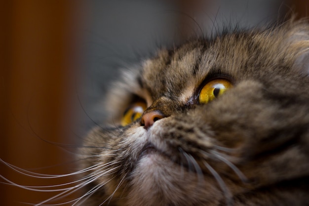 Nahaufnahmeporträt der netten britischen schottischen Zuchtkatze, grau mit den orange Augen, oben schauend