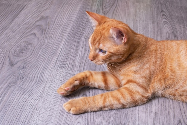 Nahaufnahmeporträt der roten Katze auf hölzernem Bakground