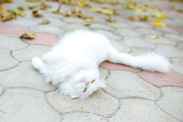 Nahaufnahmeporträt der weißen pelzigen Katze mit schönen grünen Augen