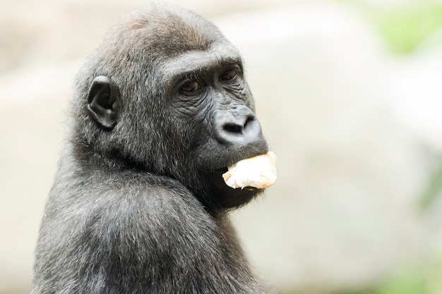 Nahaufnahmeporträt des Gorillas Frucht essend