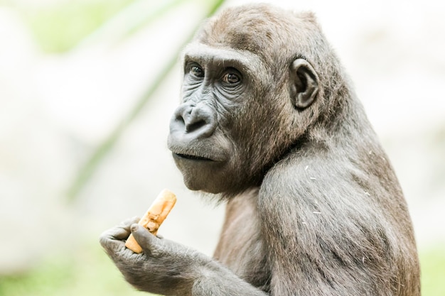 Nahaufnahmeporträt des Gorillas Frucht essend