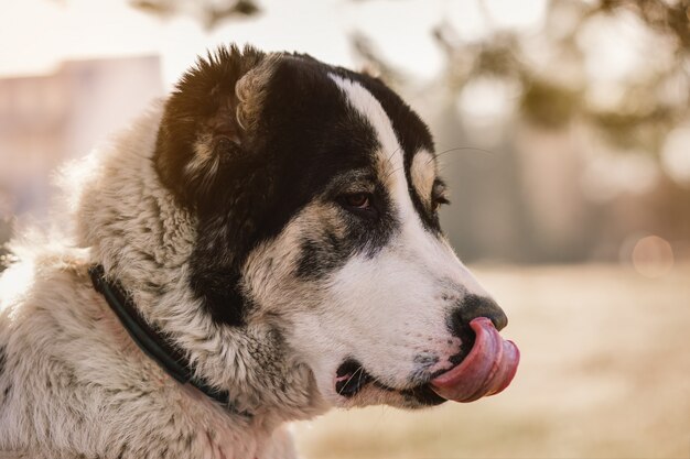 Nahaufnahmeporträt des Hundes im Freien