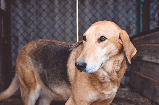 Nahaufnahmeporträt des Hundes, trauriger Hund