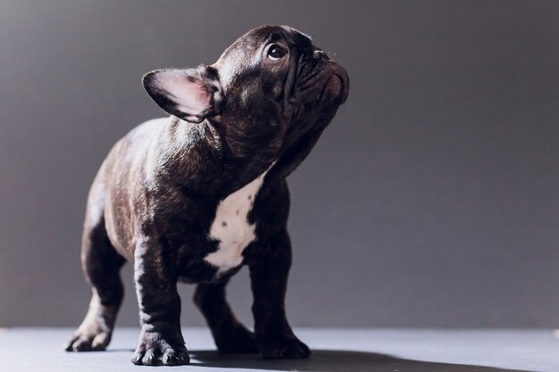 Nahaufnahmeporträt des lustigen gelächelten französischen Bulldoggenhundes und des neugierigen Schauens, Vorderansicht, lokalisiert