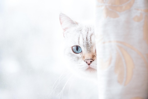 Nahaufnahmeporträt des netten Katzengesichtes, das aus weißem Vorhang gegen unscharfen Hintergrund heraus schaut