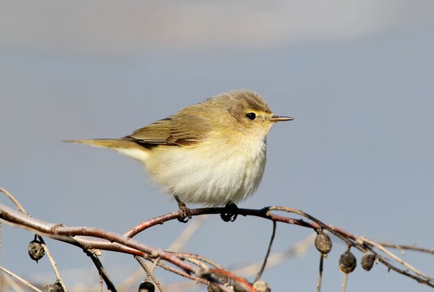 Nahaufnahmeporträt einer Chiffchaff, die auf einem Zweig mit Beeren Silberbeere oder Wolfsweide sitzt