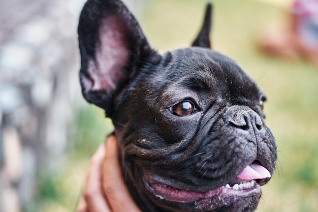 Nahaufnahmeporträt einer französischen Bulldogge des Hundes
