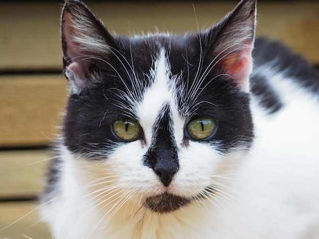 Nahaufnahmeporträt einer jungen schwarz-weiß gefleckten Katze mit gelben Augen. Oblast Leningrad, Russland.