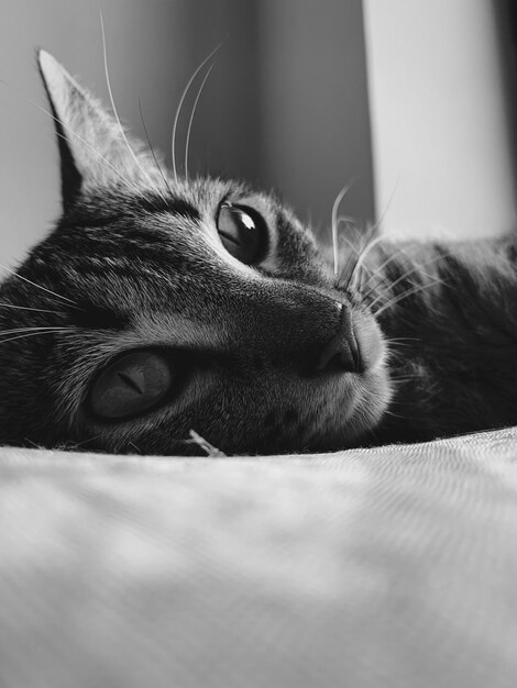 Nahaufnahmeporträt einer Katze