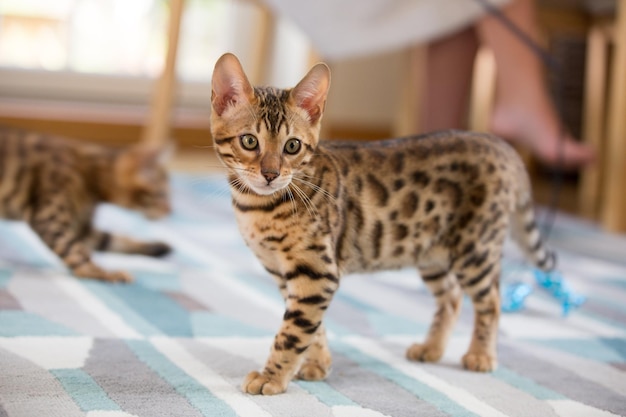 Nahaufnahmeporträt einer Katze