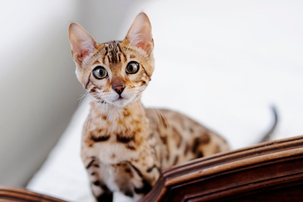 Nahaufnahmeporträt einer Katze