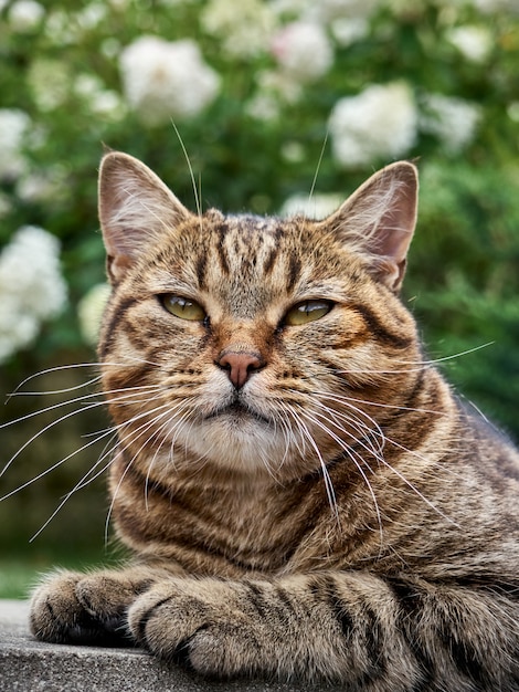 Nahaufnahmeporträt einer Katze.