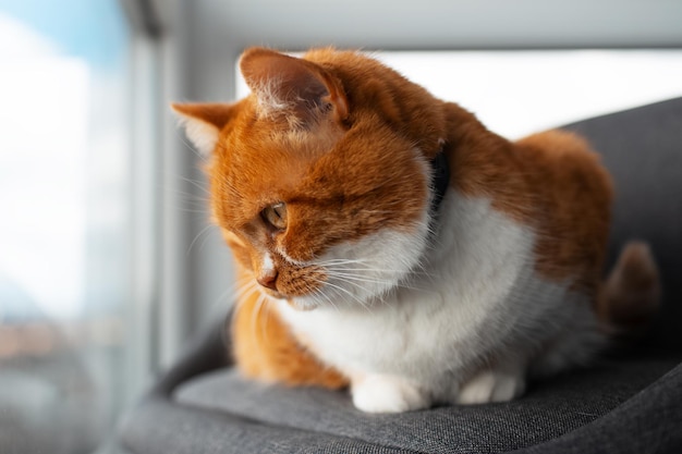 Nahaufnahmeporträt einer neugierigen rotweißen Katze, die durch das Fenster nach draußen schaut