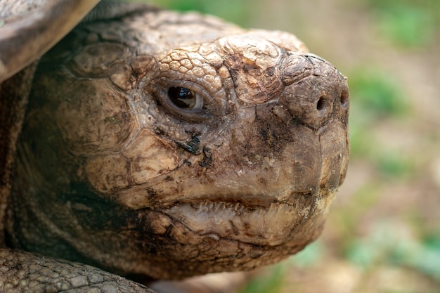 Nahaufnahmeporträt einer Schildkröte