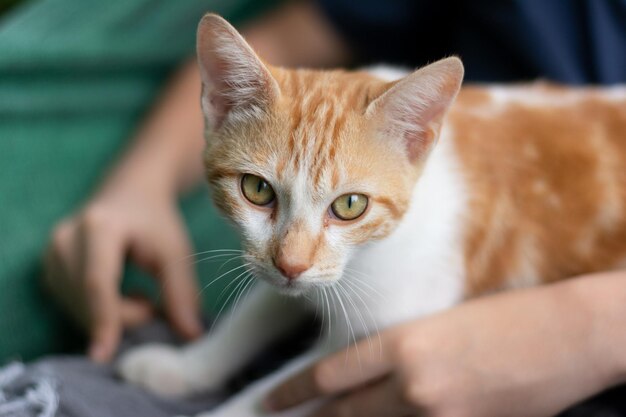 Nahaufnahmeporträt einer schönen und flauschigen getigerten Katze, die geradeaus starrt. Aufmerksamkeit für die Pflege von Futtertieren