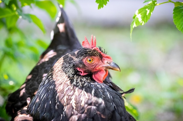 Nahaufnahmeporträt einer schwarzen Henne im Garten an einem sonnigen Tag