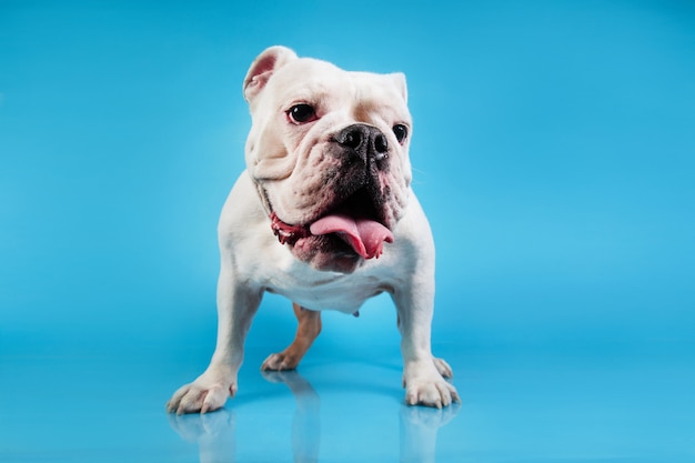 Nahaufnahmeporträt eines englischen Bulldoggenrassenhundes, der durch blauen Hintergrund steht